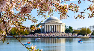 Washington DC Cherry Blossom festival
