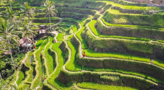 Rice fields - Vietnam