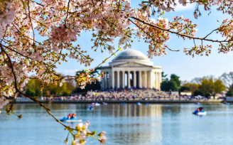 Washington DC Cherry Blossom festival