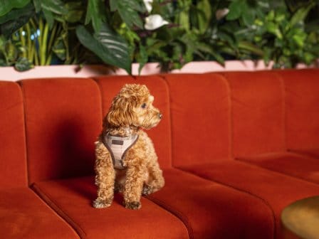 A poodle sits patiently on a red sofa