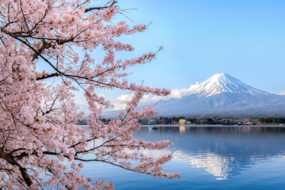 A snowcapped Mt. Fuji reflecting on a still lake with cherry blossoms in the foreground.
