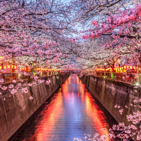 Cherry blossoms over a river in Tokyo