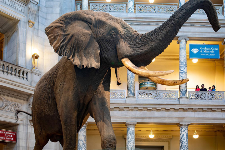 Washington DC museum elephant display