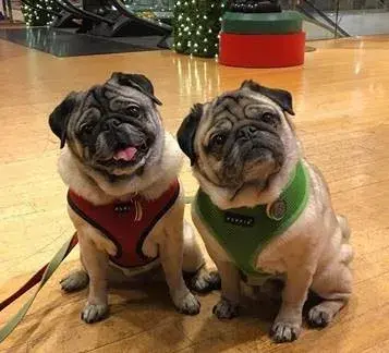 Christmas pugs at Macys, San Francisco